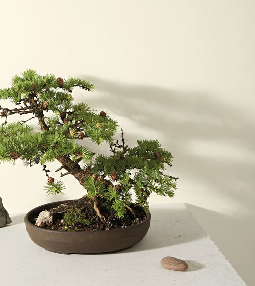 Gypsum Paint Wall & Ceiling Paint