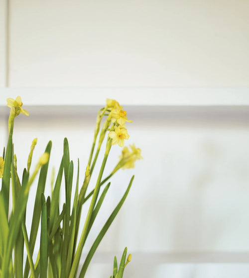 Mockingbird Paint Wall & Ceiling Paint Mockingbird Paint Wall & Ceiling Paint Mockingbird Paint Wall & Ceiling Paint Mockingbird Paint Wall & Ceiling Paint Mockingbird Paint Wall & Ceiling Paint Mockingbird Paint Wall & Ceiling Paint