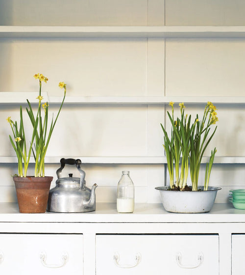 Mockingbird Paint Wall & Ceiling Paint Mockingbird Paint Wall & Ceiling Paint Mockingbird Paint Wall & Ceiling Paint Mockingbird Paint Wall & Ceiling Paint